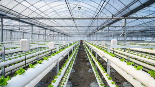 溫室大棚建設規模與自然生態系統保護的平衡之道