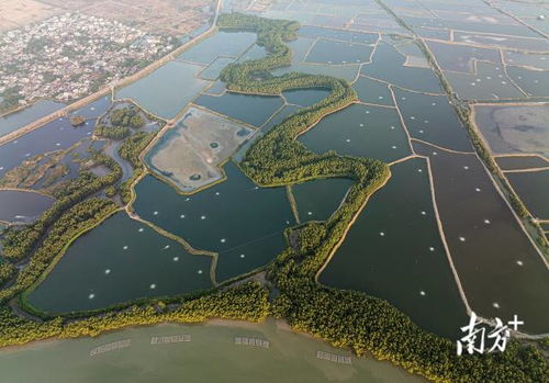 從海岸衛士到碳中和探路者 紅樹林如何變身“金樹林”