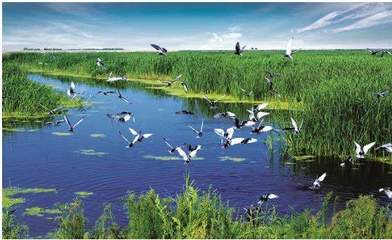 自然生態系統的價值、效率與保護管理